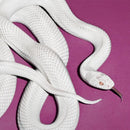 Deftones - Private Music (Indie Exclusive)