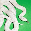 Deftones - Private Music